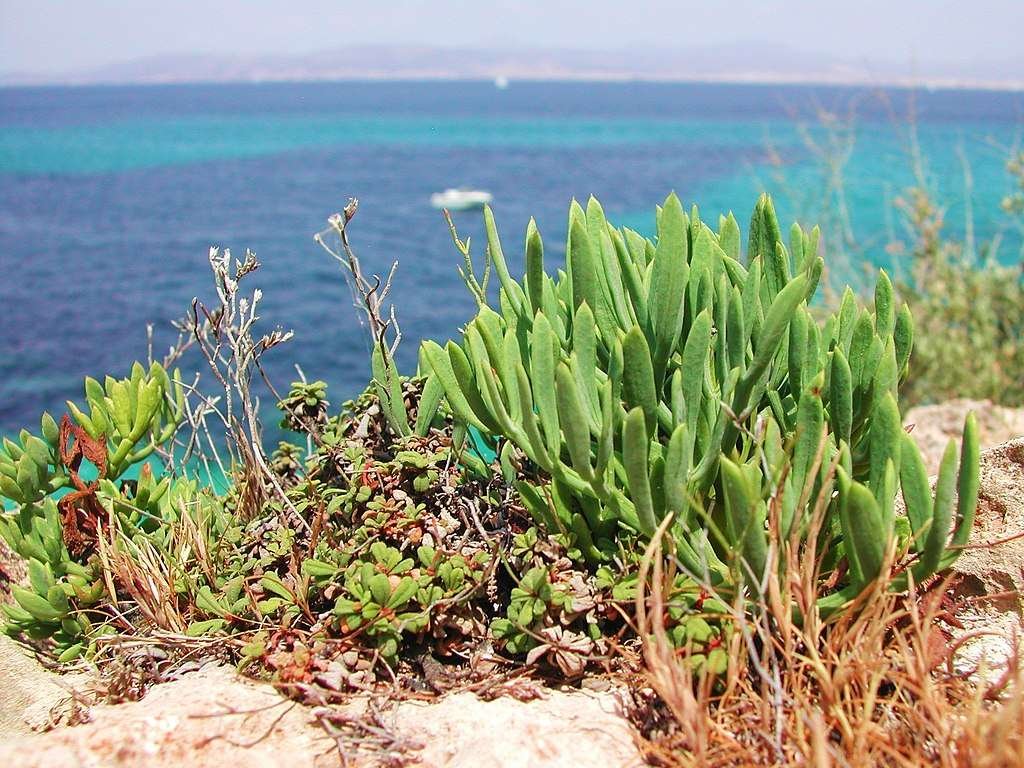 Cala Figuera
